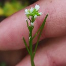Cardamine flexuosa With.Cardamine flexuosa With.
