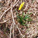 Narcissus cyclamineus DC.Narcissus cyclamineus DC.
