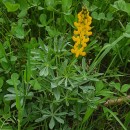 Lupinus luteus L.Lupinus luteus L.