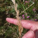 Gaudinia fragilis (L.) Beauv.Gaudinia fragilis (L.) Beauv.
