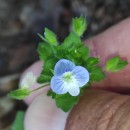 Veronica persica Poir.Veronica persica Poir.