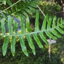 Polypodium interjectum ShivasPolypodium interjectum Shivas