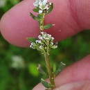 Corrigiola litoralis  L.Corrigiola litoralis L.