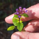 Prunella vulgaris L.Prunella vulgaris L.