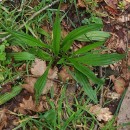 Plantago lanceolata L.Plantago lanceolata L.