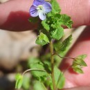 Veronica persica Poir.Veronica persica Poir.