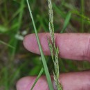 Agrostis canina L.Agrostis canina L.