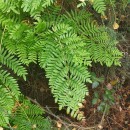 Osmunda regalis L.Osmunda regalis L.