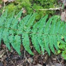 Dryopteris filix-mas (L.) SchottDryopteris filix-mas (L.) Schott