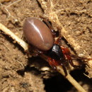 DYSDERIDAE C.L. Koch, 1837DYSDERIDAE C.L. Koch, 1837