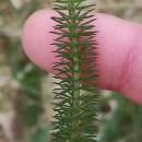 Trocdaris verticillatum (L.) Raf.Trocdaris verticillatum (L.) Raf.