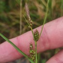 Carex binervis Sm.Carex binervis Sm.
