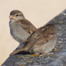Passer domesticus (Linnaeus, 1758)Passer domesticus (Linnaeus, 1758)