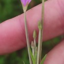 Epilobium tetragonum  L.Epilobium tetragonum  L.