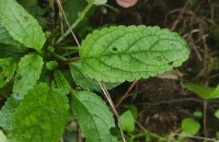Scrophularia auriculata L.Scrophularia auriculata L.