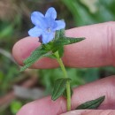 Glandora prostrata (Loisel.) D.C.ThomasGlandora prostrata (Loisel.) D.C.Thomas