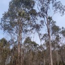 Eucalyptus globulus Labill.Eucalyptus globulus Labill.