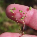 Radiola linoides RothRadiola linoides Roth