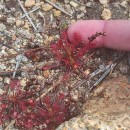 Drosera intermedia HayneDrosera intermedia Hayne