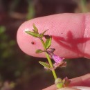 Scutellaria minor Huds.Scutellaria minor Huds.