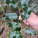 Ilex aquifolium L.Ilex aquifolium L.