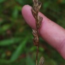 Dactylis glomerata LDactylis glomerata L