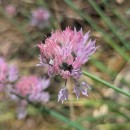Allium schoenoprasum L.Allium schoenoprasum L.