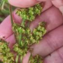 Rumex obtusifolius L.Rumex obtusifolius L.