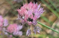 Allium schoenoprasum L.Allium schoenoprasum L.
