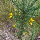 Ulex minor RothUlex minor Roth