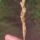 Dactylis glomerata LDactylis glomerata L
