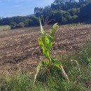 Zea mays L.Zea mays L.