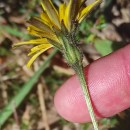 Leontodon tuberosus Batt.Leontodon tuberosus Batt.