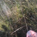 Deschampsia cespitosa (L.) P.Beauv.Deschampsia cespitosa (L.) P.Beauv.