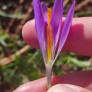 Crocus serotinus  Salisb.Crocus serotinus  Salisb.