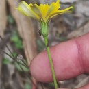 Leontodon saxatilis Lam.Leontodon saxatilis Lam.