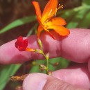 Crocosmia × crocosmiiflora (Lemoine) N.E.Br.Crocosmia × crocosmiiflora (Lemoine) N.E.Br.