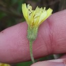 Andryala integrifolia L.Andryala integrifolia L.