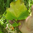 Crambe hispanica L.Crambe hispanica L.