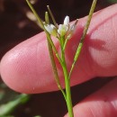 Cardamine hirsuta L.Cardamine hirsuta L.