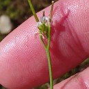 Cardamine hirsuta L.Cardamine hirsuta L.