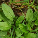 Rumex acetosa  L.Rumex acetosa  L.