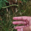 Paspalum dilatatum Poir.Paspalum dilatatum Poir.