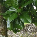 Magnolia grandiflora L.Magnolia grandiflora L.