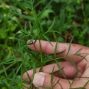Peucedanum lancifolium LangePeucedanum lancifolium Lange