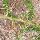 Asparagus aphyllus L.Asparagus aphyllus L.