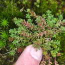 Sedum anglicum Huds.Sedum anglicum Huds.