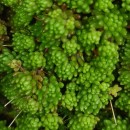 Sedum hirsutum All.Sedum hirsutum All.