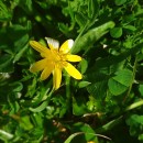 Ficaria verna Huds.Ficaria verna Huds.