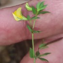 Lotus angustissimus L.Lotus angustissimus L.